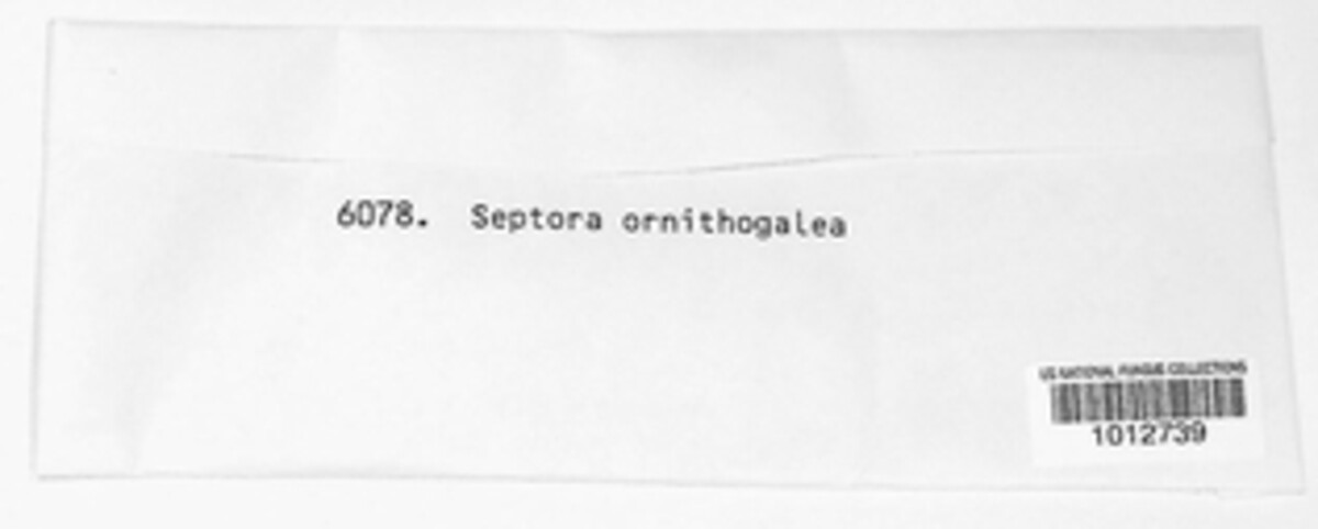 Septoria ornithogalea image